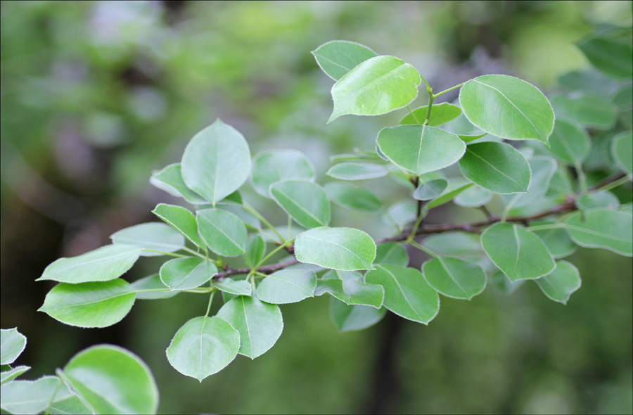 Image of Pyrus caucasica specimen.