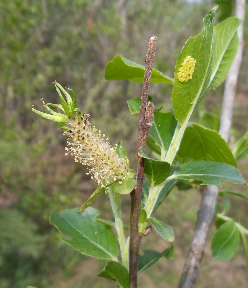 Image of Salix myrsinifolia specimen.