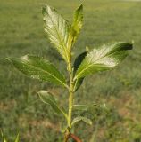 Image of taxon representative. Author is Андрей Комраков