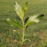 Salix myrsinifolia