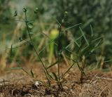 Euphorbia leptocaula