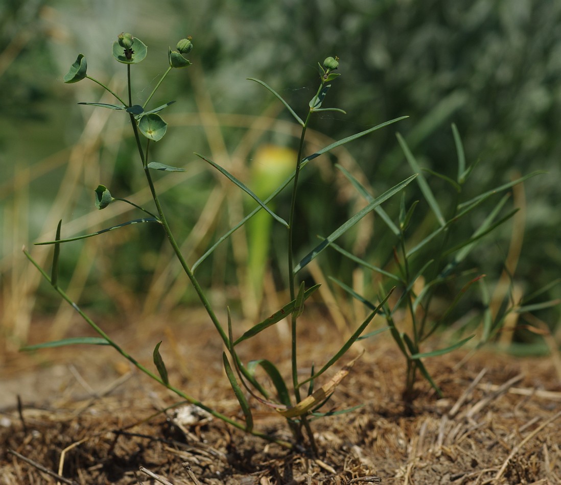 Image of Euphorbia leptocaula specimen.