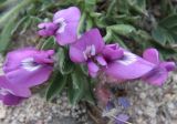 Oxytropis triphylla