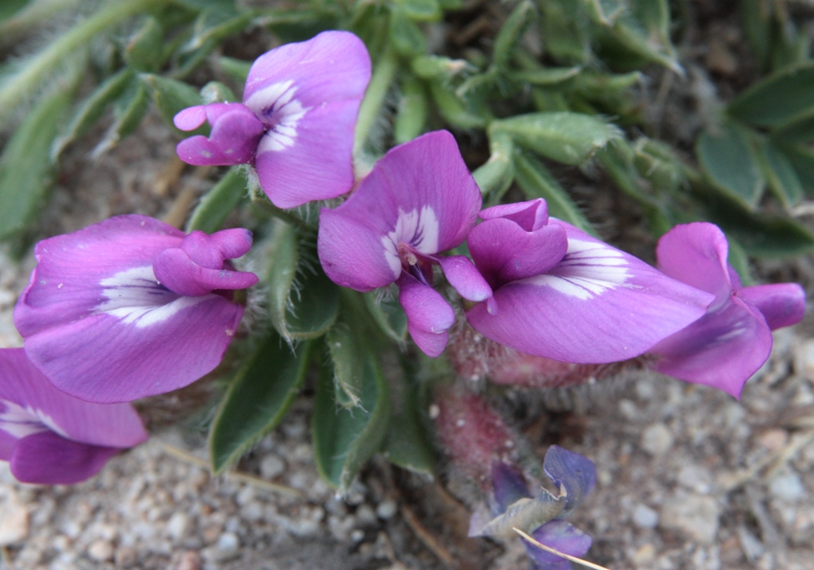 Изображение особи Oxytropis triphylla.