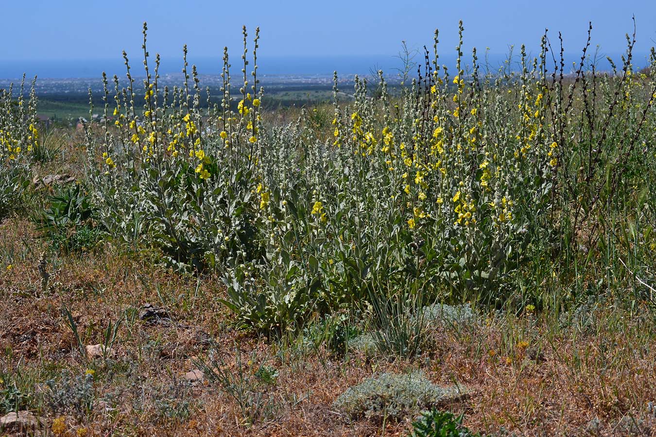 Image of Verbascum undulatum specimen.