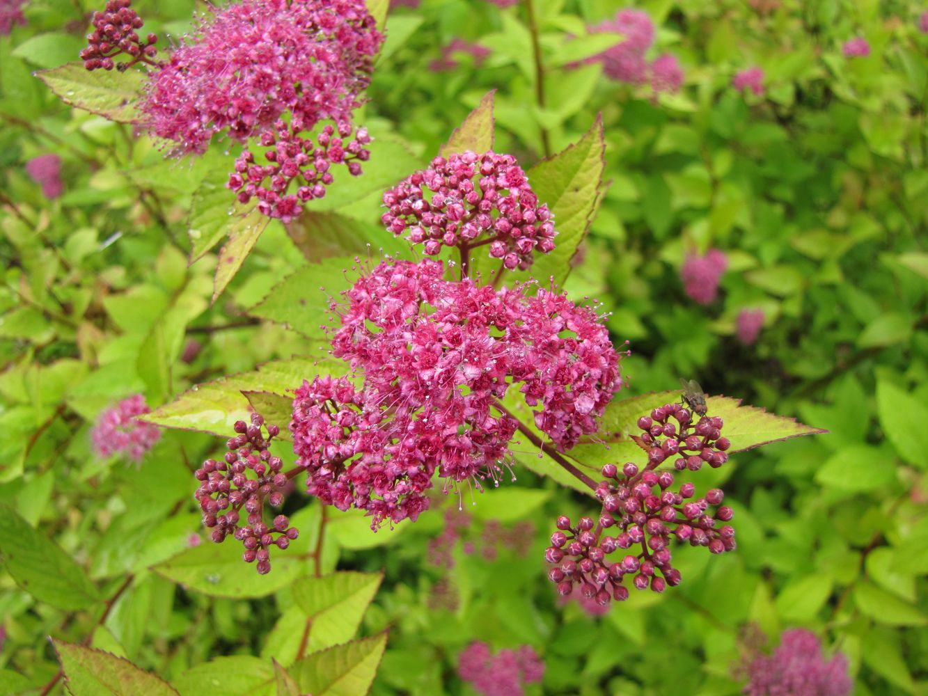 Image of Spiraea japonica specimen.