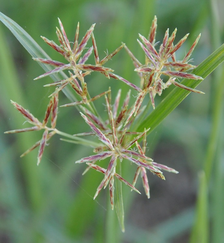 Image of Cyperus rotundus specimen.