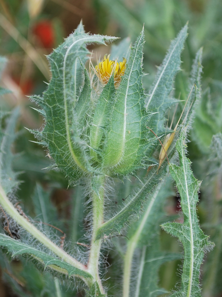 Image of Centaurea benedicta specimen.