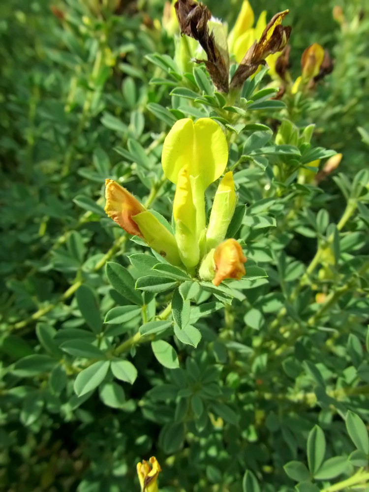 Изображение особи Chamaecytisus austriacus.