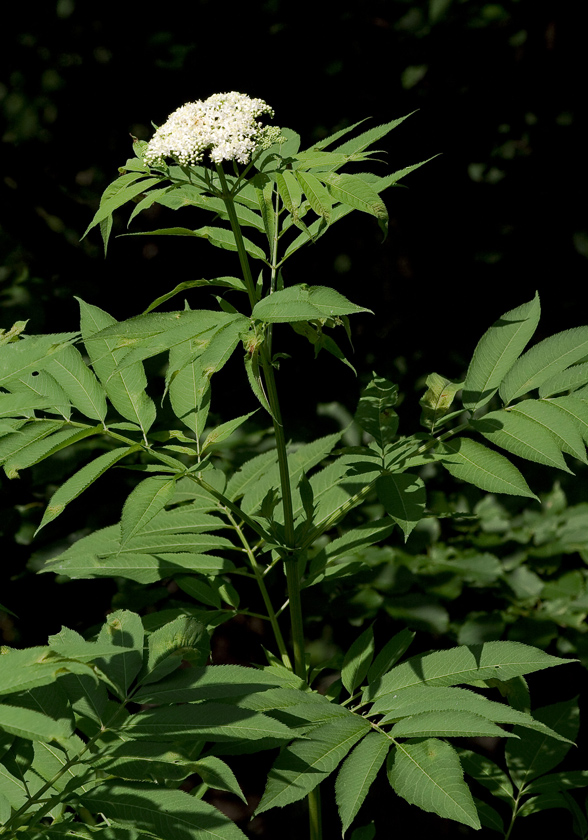 Изображение особи Sambucus ebulus.