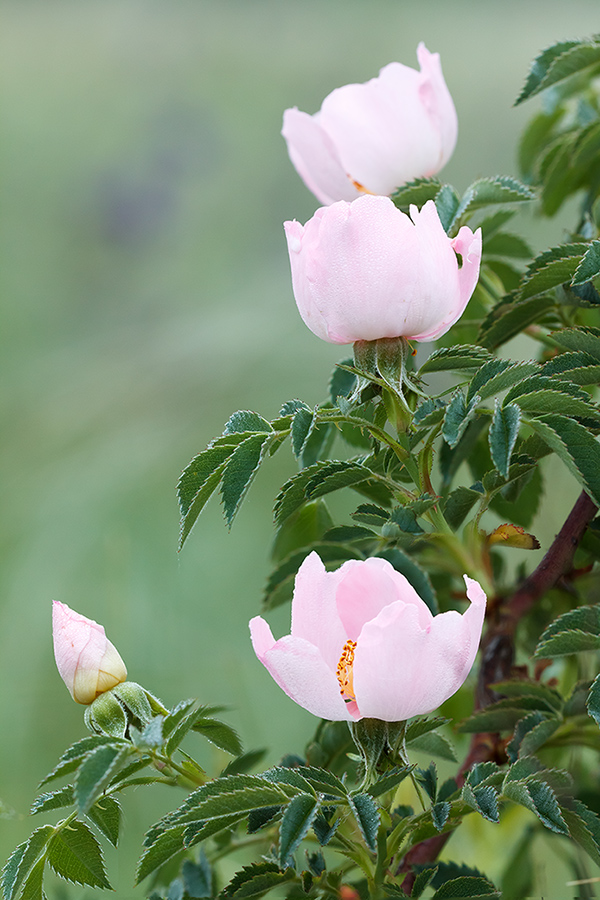 Image of Rosa canina specimen.