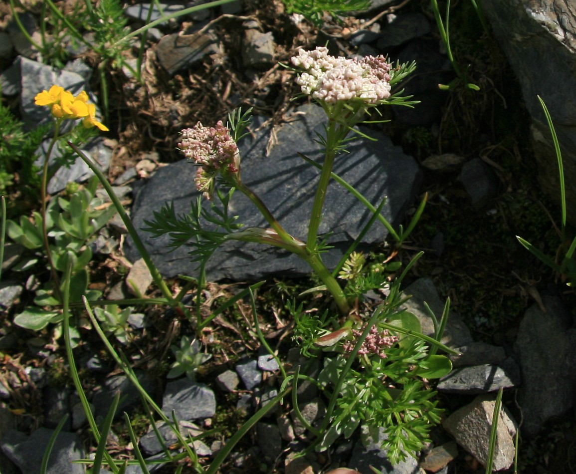 Image of Carum meifolium specimen.
