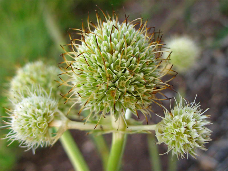 Image of Eryngium yuccifolium specimen.