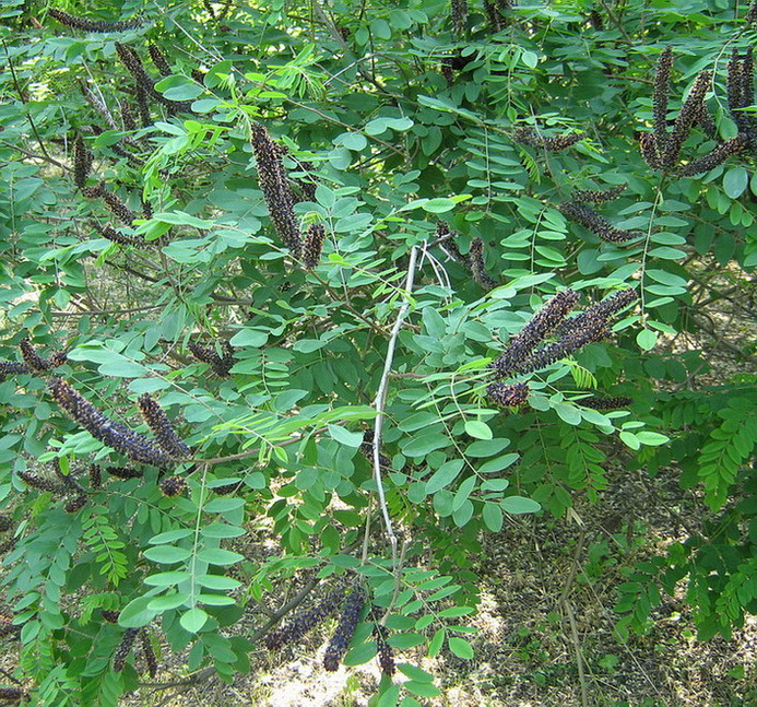 Изображение особи Amorpha fruticosa.