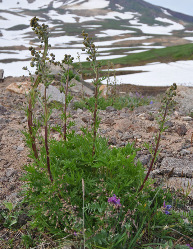 Image of Artemisia arctica specimen.