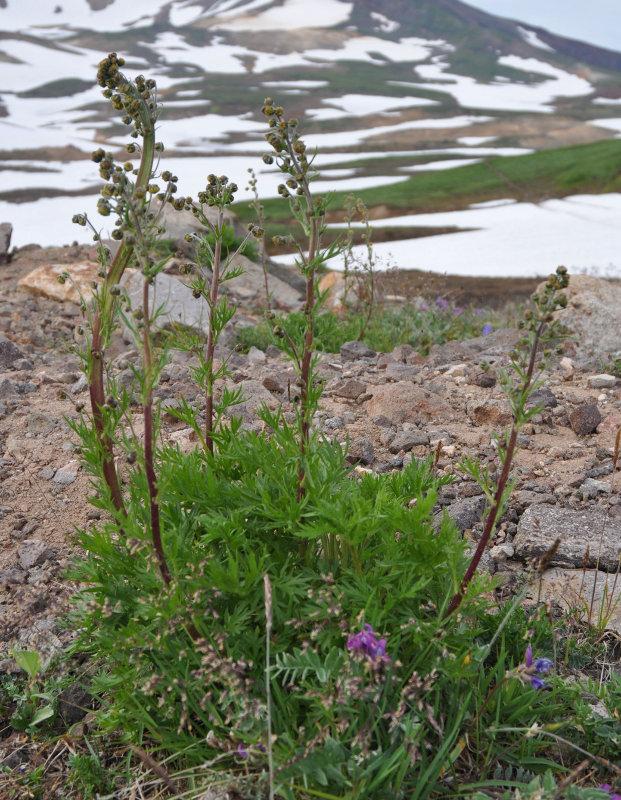 Изображение особи Artemisia arctica.