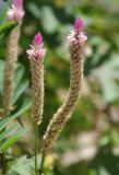 Celosia spicata. Соцветия. Таиланд, остров Тао. 27.06.2013.