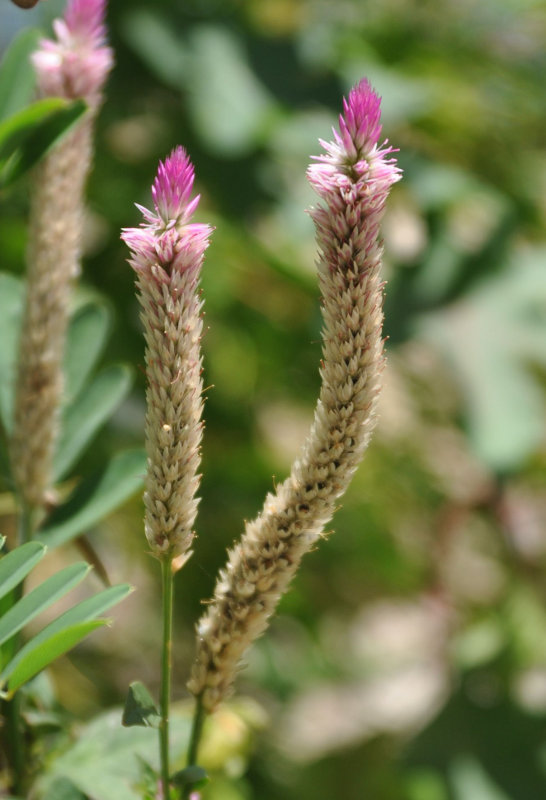 Image of Celosia spicata specimen.