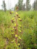 Ligularia sibirica