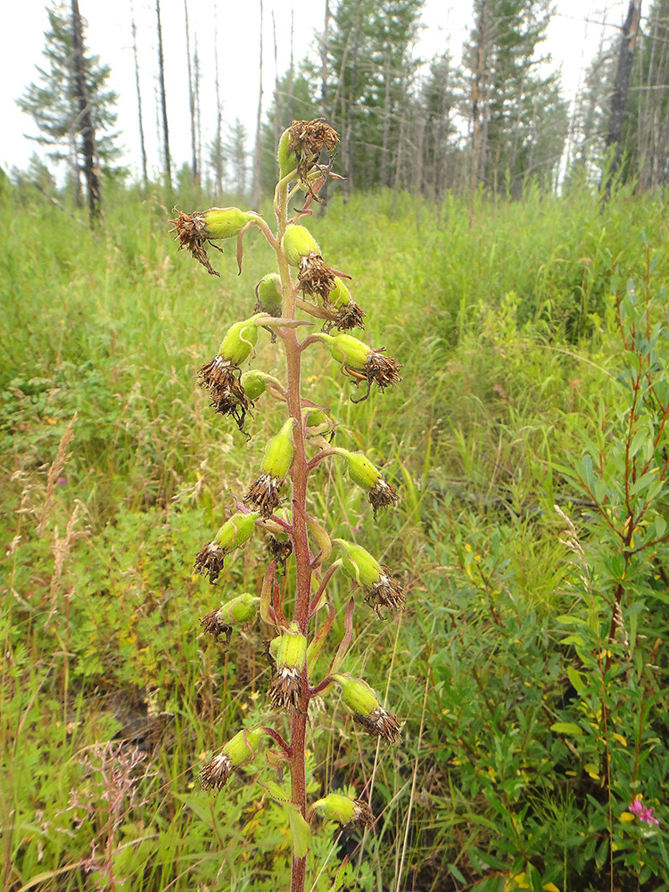 Image of Ligularia sibirica specimen.