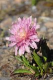 Taraxacum lilacinum
