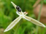 Viola palustris. Раскрывшийся плод с семенами. Костромская обл., Кадыйский р-н, окрестности дер. Селище, просека под ЛЭП. 14.09.2013.
