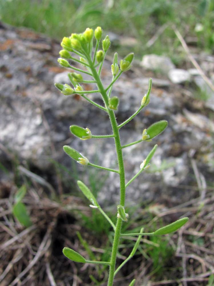 Image of Draba huetii specimen.