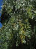 Schinus molle