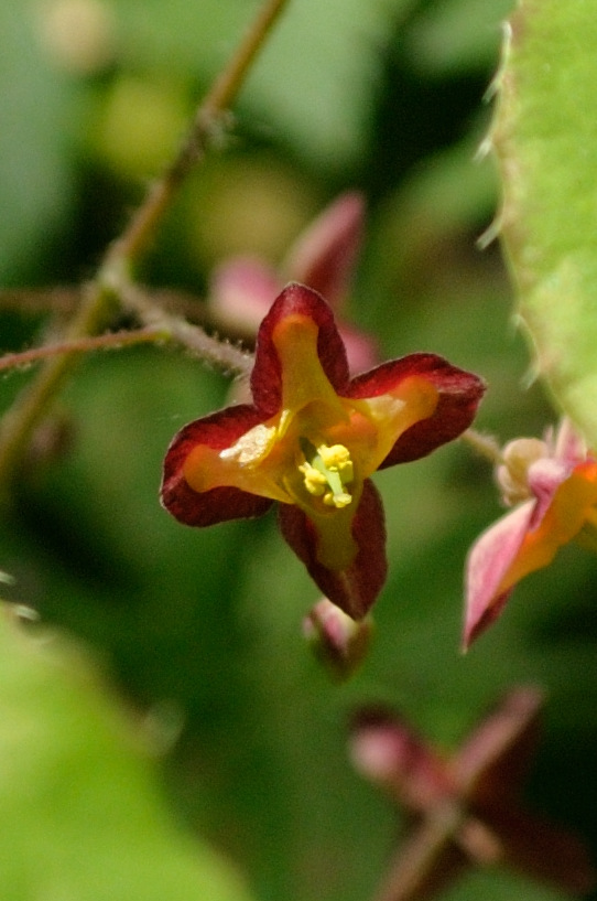 Изображение особи Epimedium alpinum.