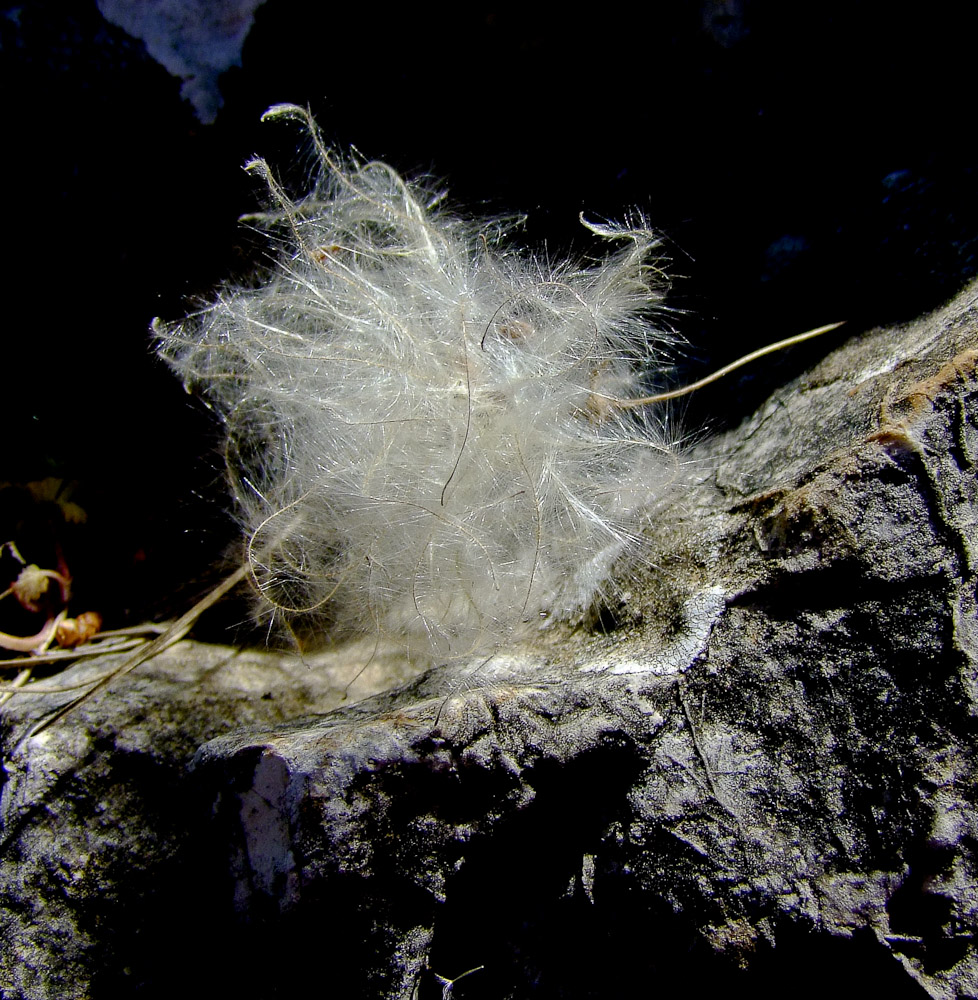 Image of Clematis cirrhosa specimen.
