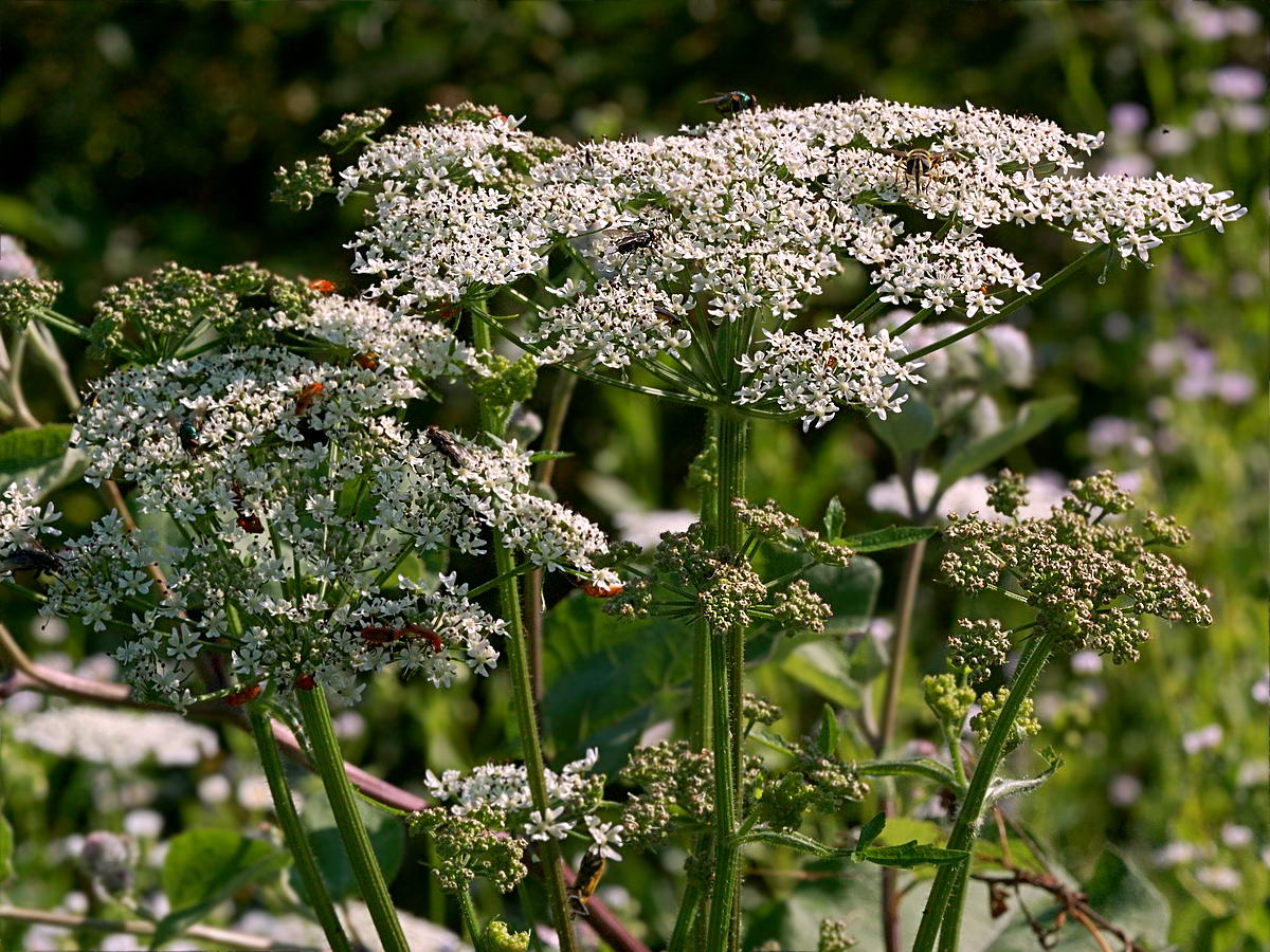 Image of Heracleum sphondylium specimen.