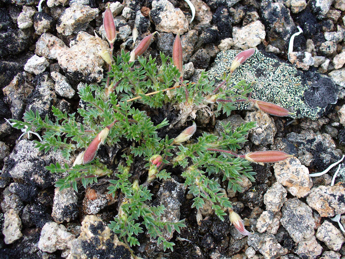 Изображение особи Oxytropis czukotica.