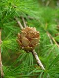 Larix × polonica. Зрелая шишка и хвоя. Ярославская обл., г. Переславль-Залесский, национальный парк «Плещеево озеро», дендросад. 20 мая 2013 г.