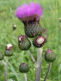 Cirsium heterophyllum