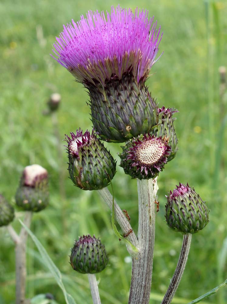 Изображение особи Cirsium heterophyllum.