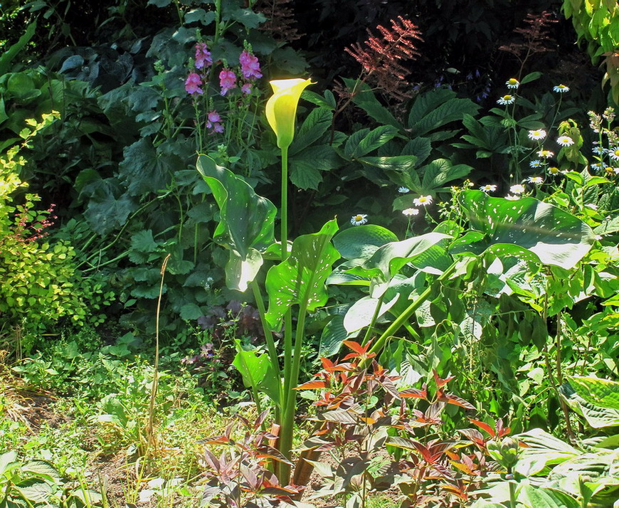 Image of Zantedeschia elliottiana specimen.