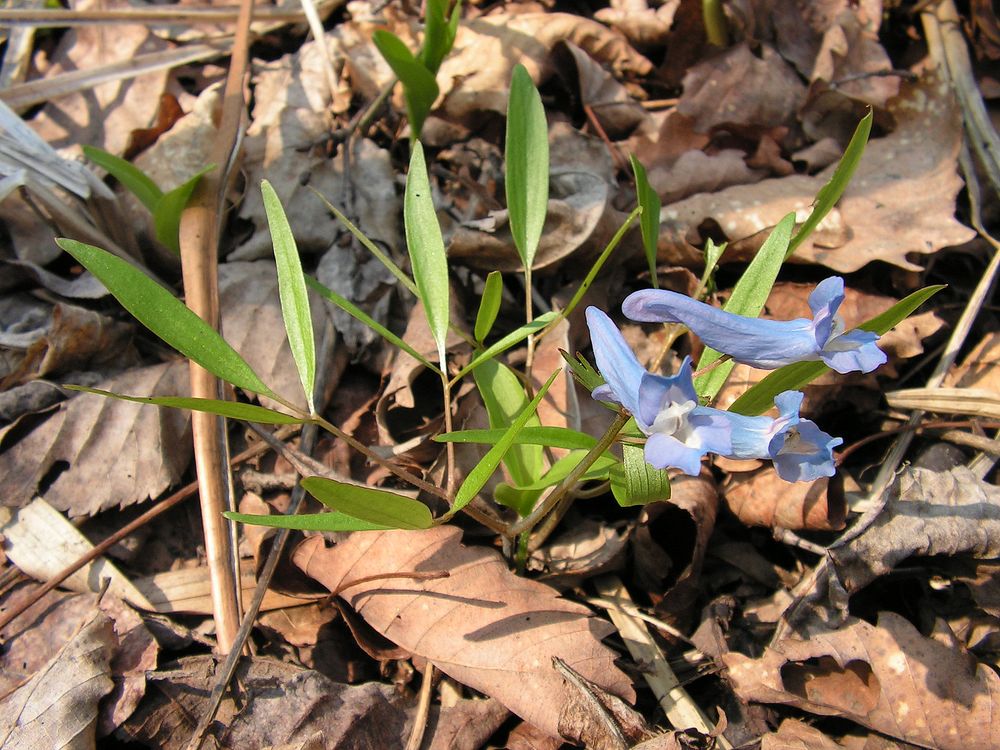 Изображение особи Corydalis ambigua.