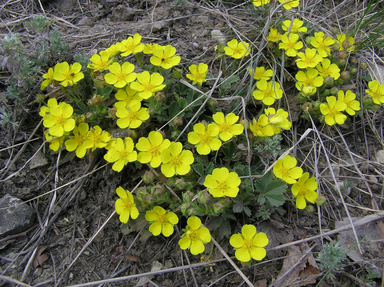 Изображение особи Potentilla incana.