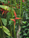 Heliconia × rauliniana. Часть побега с соцветием. Таиланд, национальный парк Си Пханг-нга. 19.06.2013.