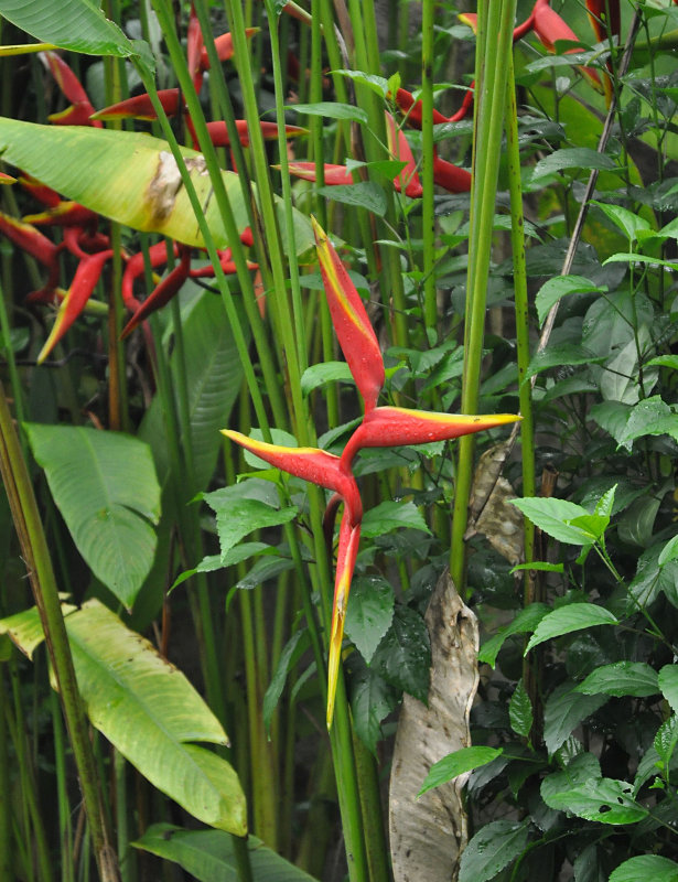 Изображение особи Heliconia × rauliniana.