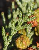 Chamaecyparis pisifera