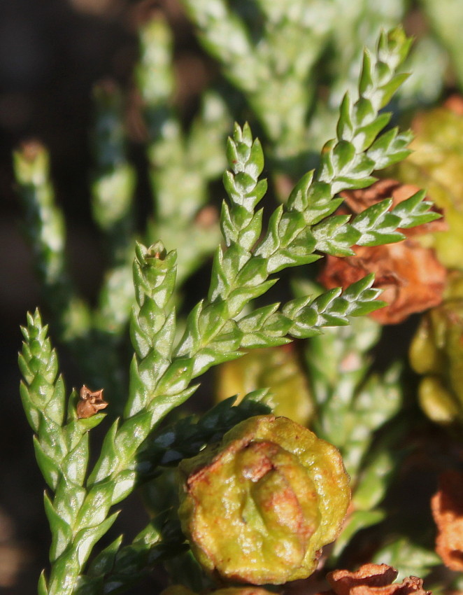 Image of Chamaecyparis pisifera specimen.