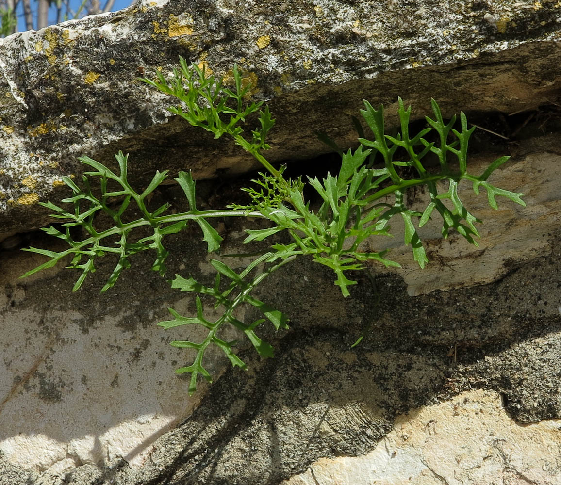 Изображение особи Erucaria hispanica.