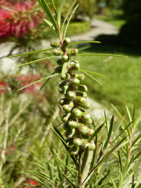 Image of Callistemon rigidus specimen.