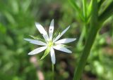 Stellaria graminea. Аномальный цветок с 4 лепестками. Украина, г. Киев, лес на восточной окраине. 25.04.2014.