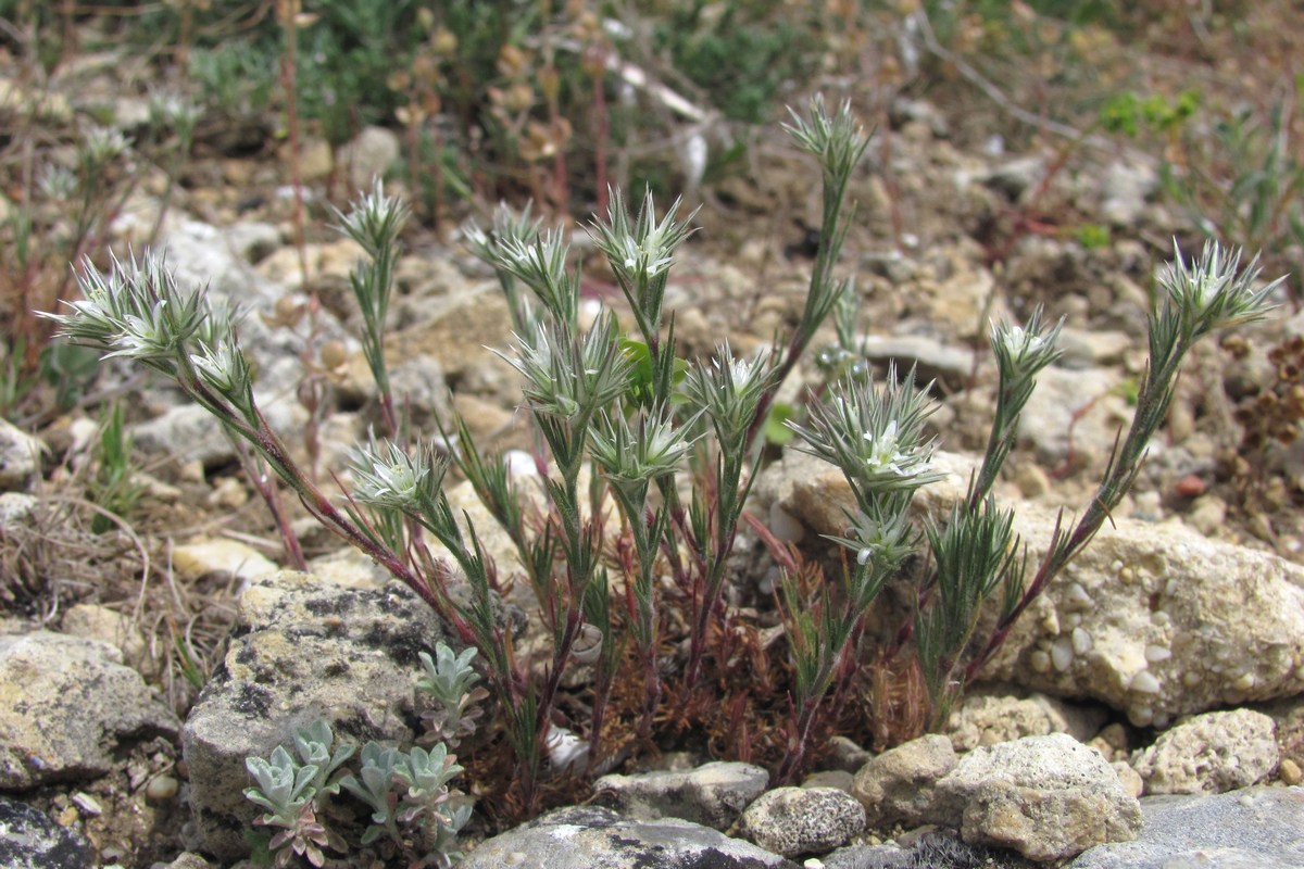 Image of Minuartia glomerata specimen.