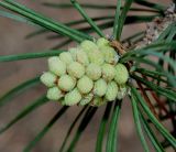 Pinus uncinata. Микростробилы. Германия, г. Дюссельдорф, Ботанический сад университета. 28.04.2014.