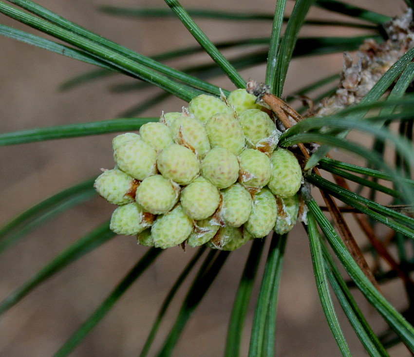 Image of Pinus uncinata specimen.