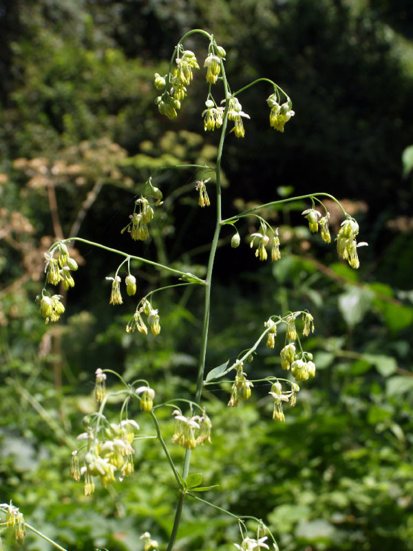 Image of Thalictrum minus specimen.