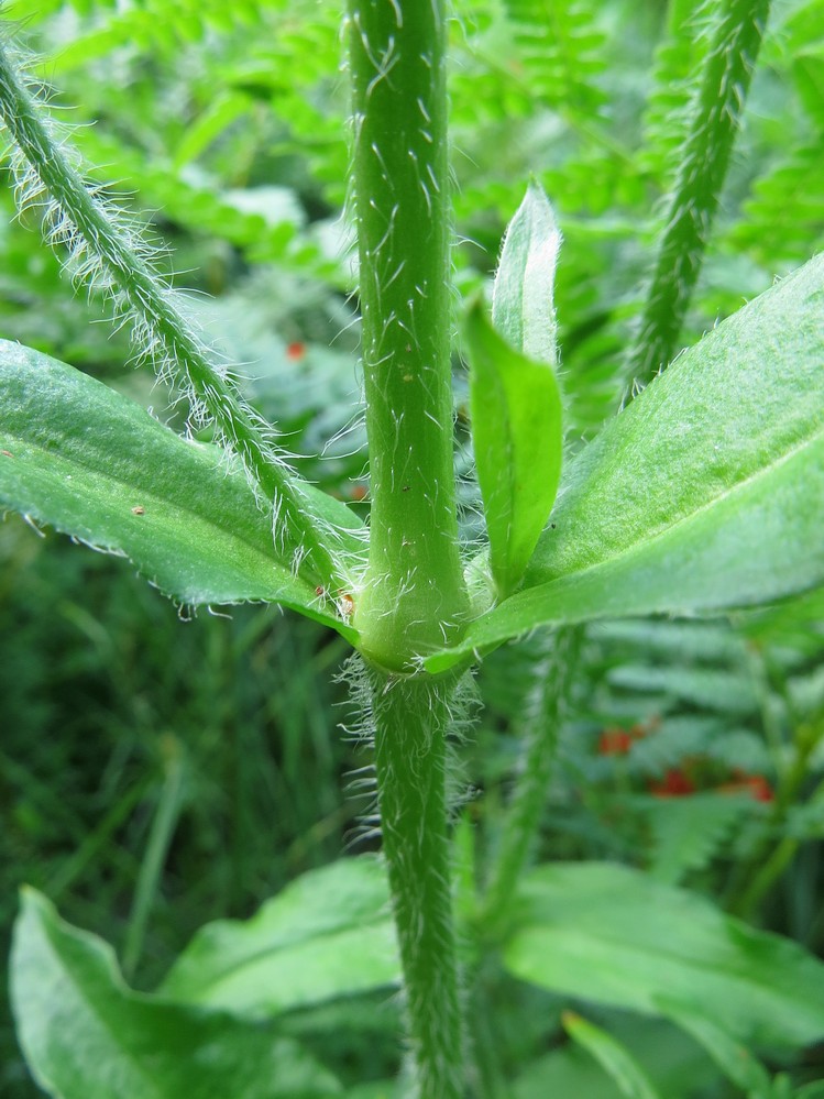 Изображение особи Lychnis chalcedonica.